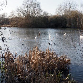 Backwell Lake